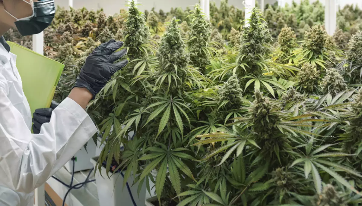 Pros & Cons: Flower and Concentrates Pros & Cons: Flower and Concentrates
