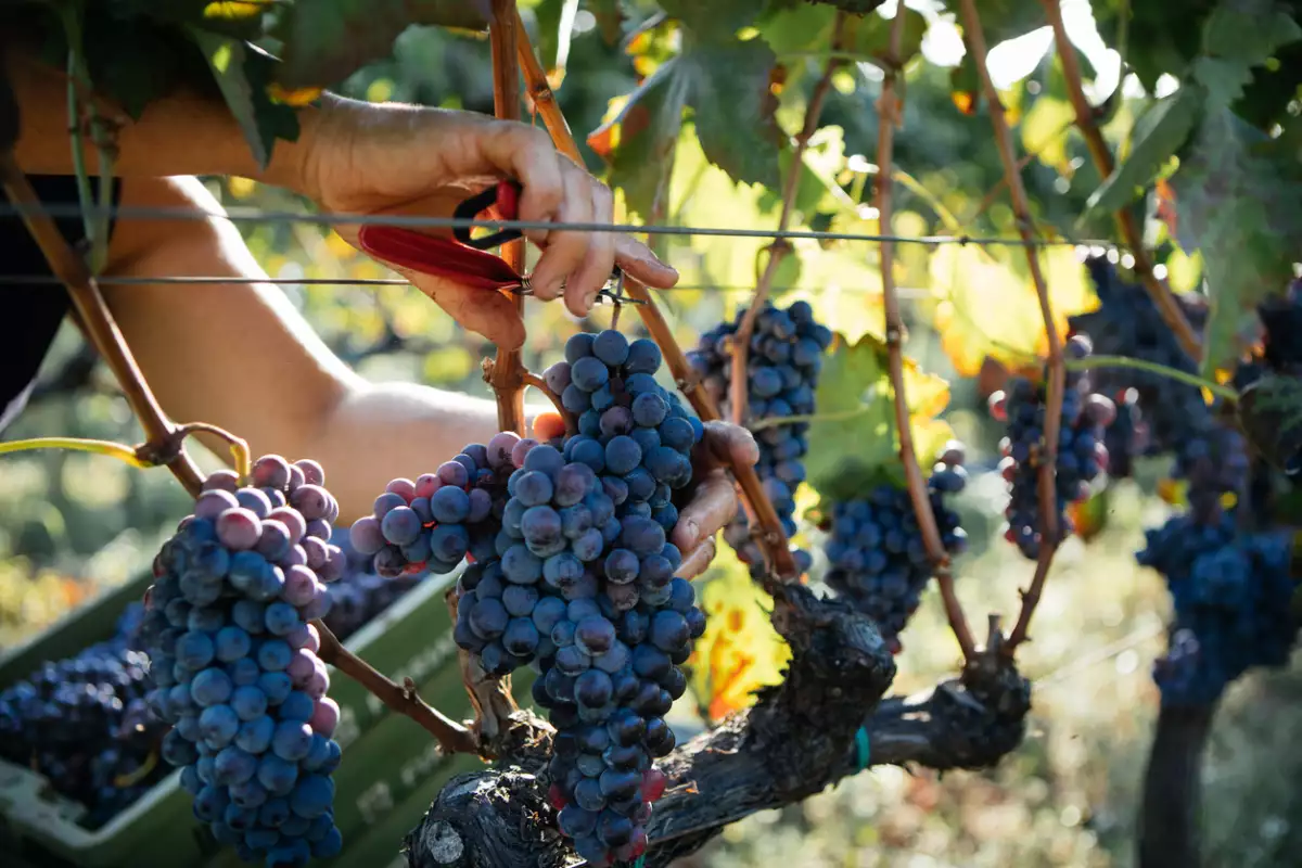 Foto de un racimo de uvas de vino cabernet sauvignon