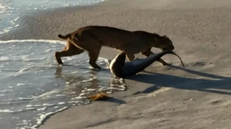 gato montés tiburón