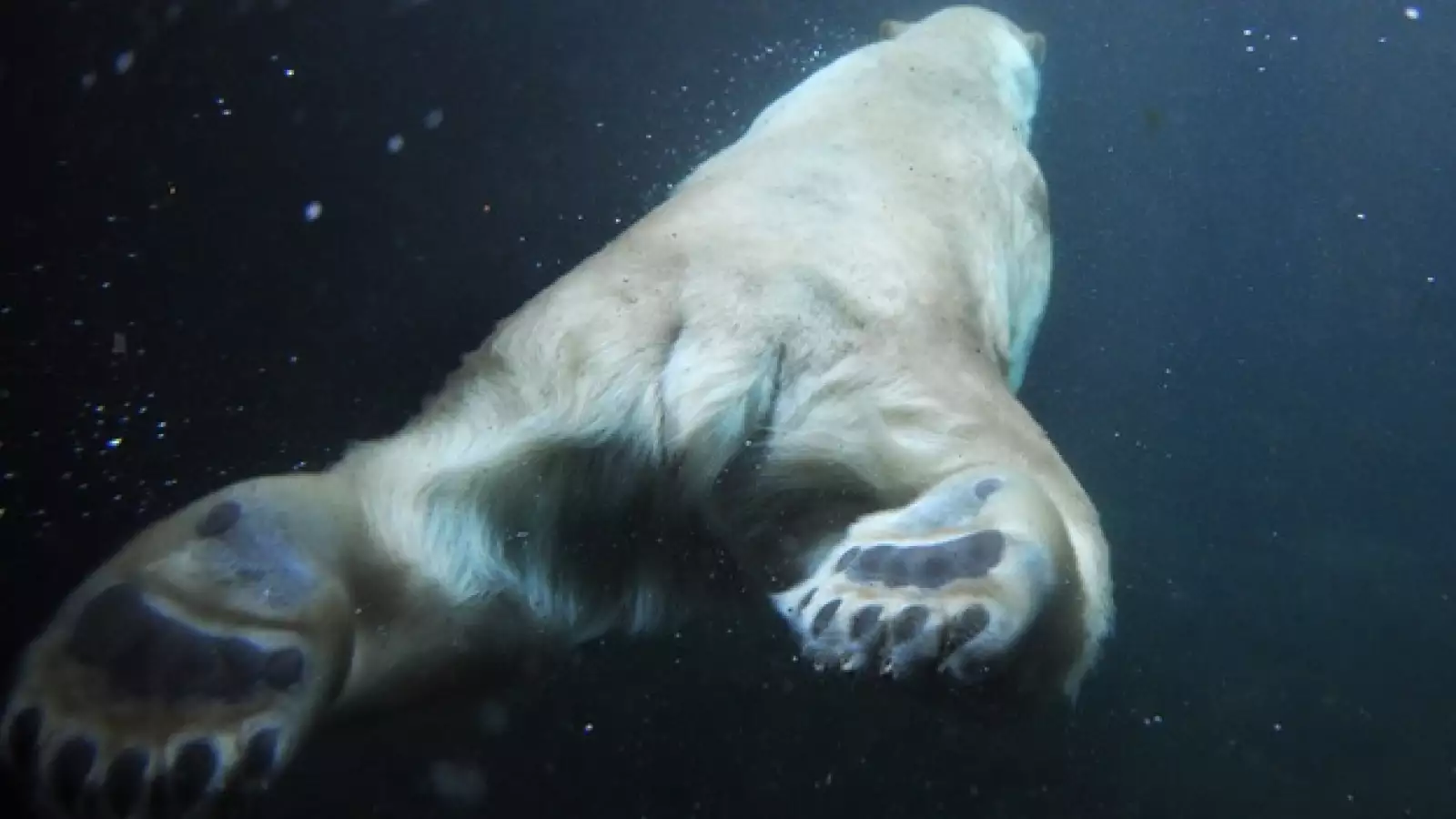 alemania, animales, calentamiento global, oso, polo norte, ambiente