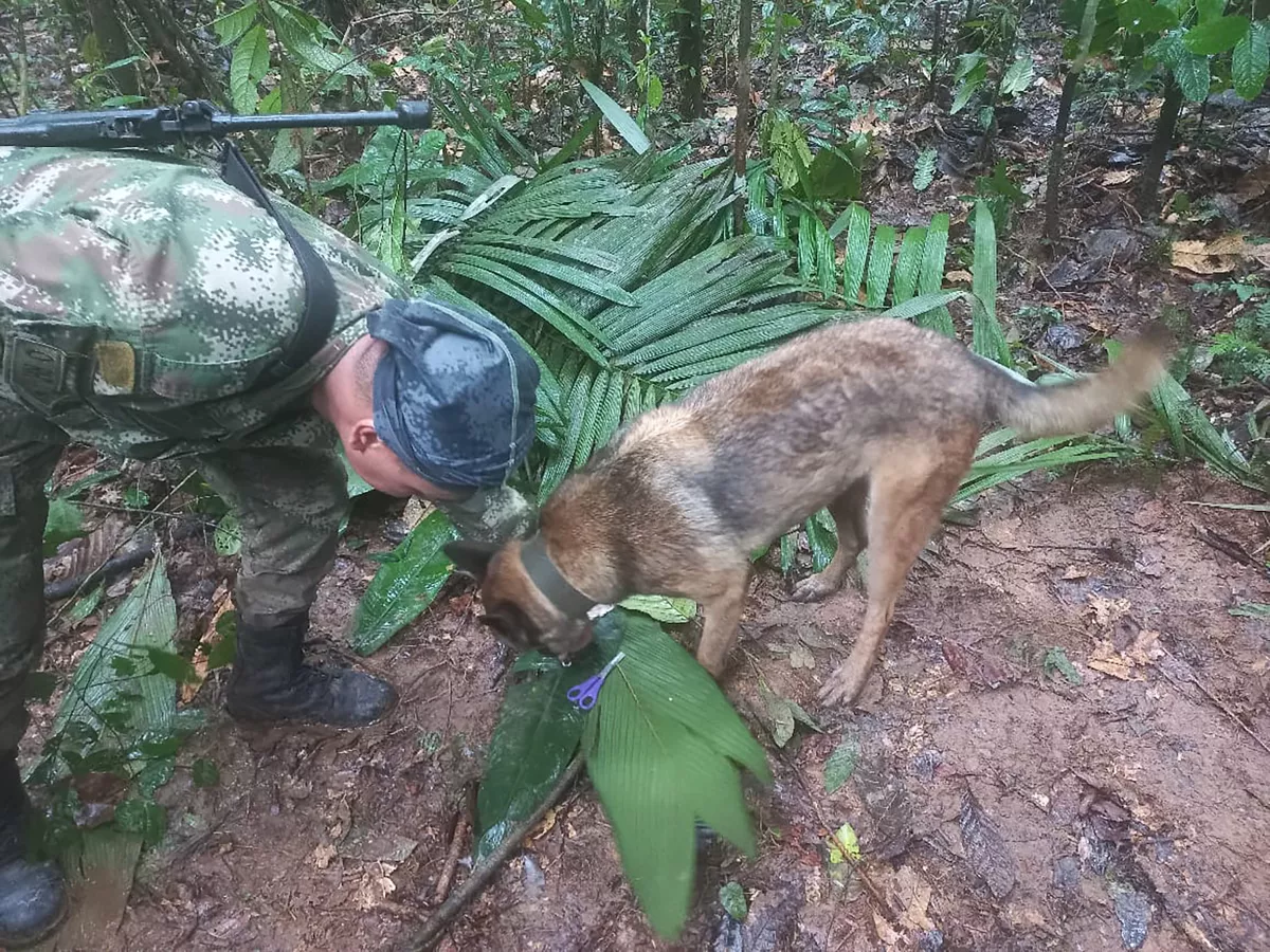 Un soldado y un perro participan en una operación de búsqueda de niños supervivientes de un avión Cessna 206 que se estrelló en la selva hace más de dos semanas, en Caqueta, Colombia, el 17 de mayo de 2023.