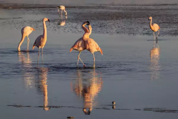 Chile’s Salt Flat Flamingo Population Declining with Lithium Mining Nearby
