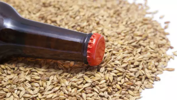 grano para cerveza