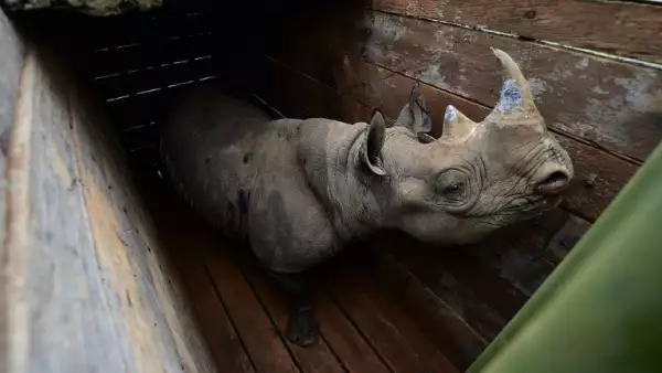 rino