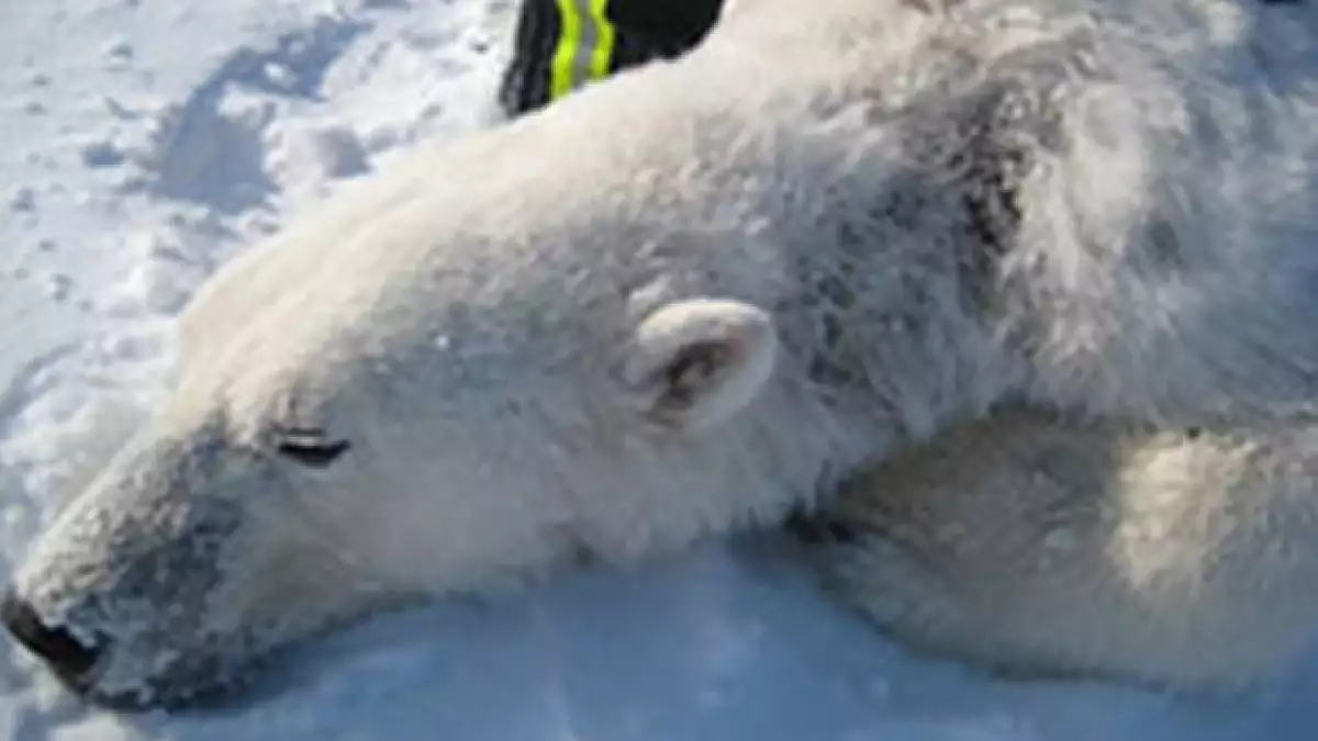 oso polar enfermedad