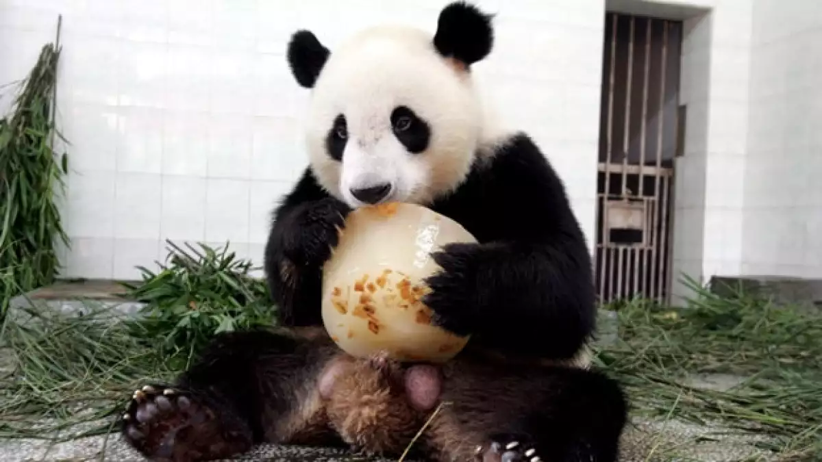 Un oso panda de la reserva Wolong se refresca con un bloque de hielo en el centro de investigación de Fuzhou, en la provincia china de Fujia