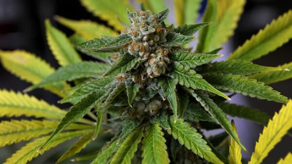 marihuana