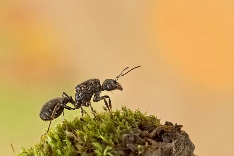 hormigas reina