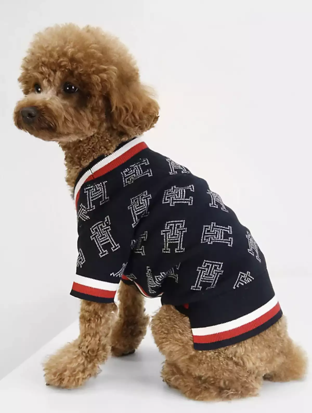 tommy hilfiger perros