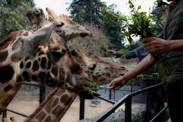 Nace jirafa en el Zoológico de Chapultepec