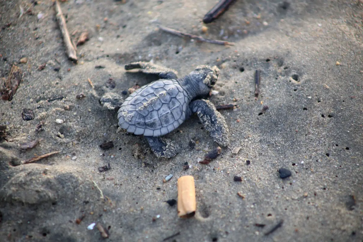 tortugas