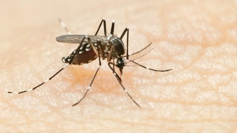 mosquito dengue chikungunya