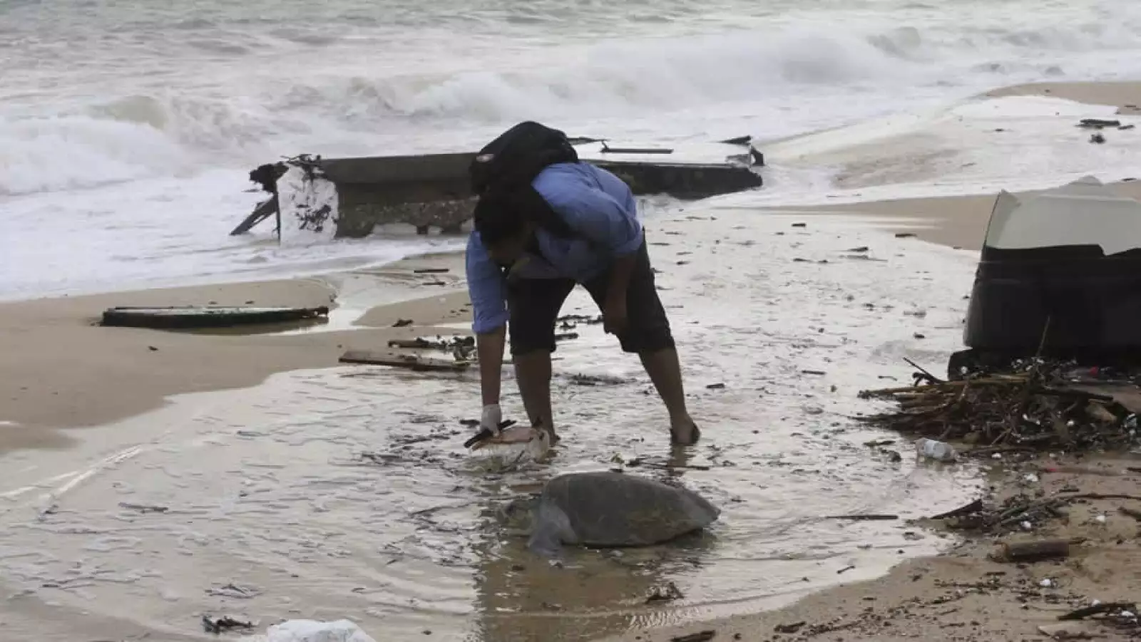 Odile Polo playa Medano tortuga