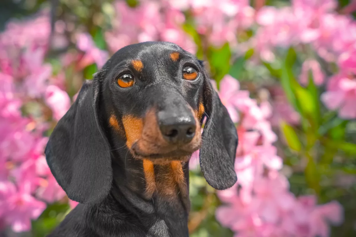Portrait of dog, puppy in park against background of pink flowers, oleander