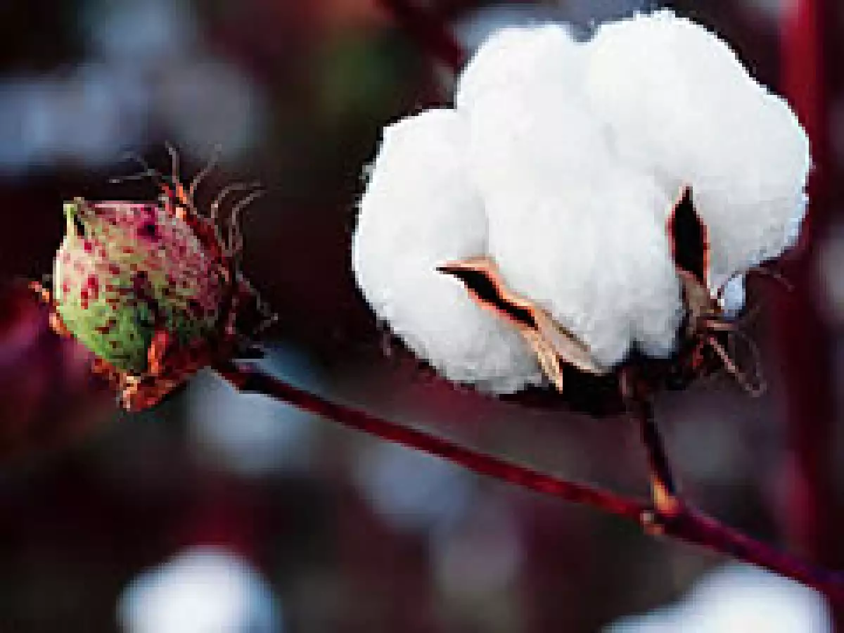 Gap rastrea el origen del algodón del que están hechas sus prendas. (Foto: Especial)
