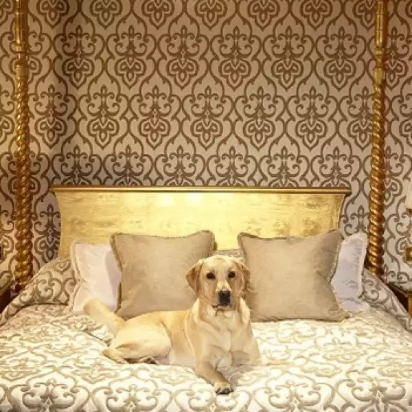 Milestone hotel para perros