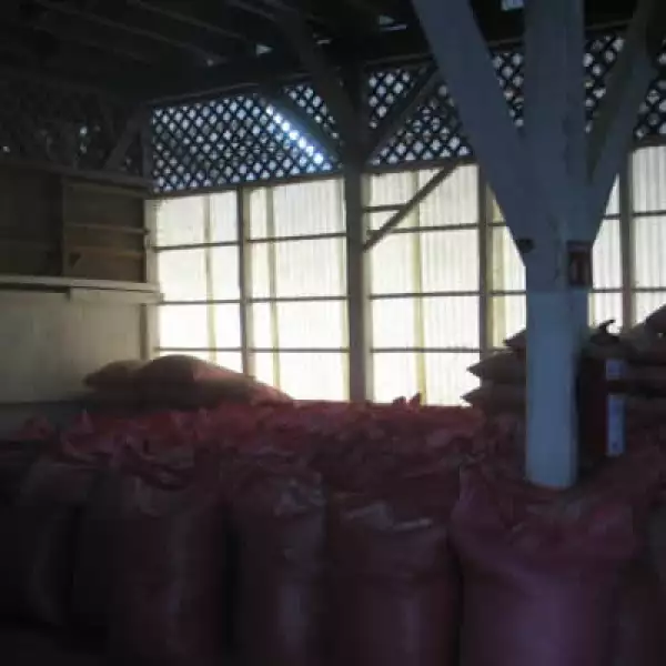 Un cultivo de café tarda 9 meses en estar listo para su cosecha