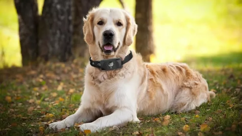 scout 5000 perros tracker