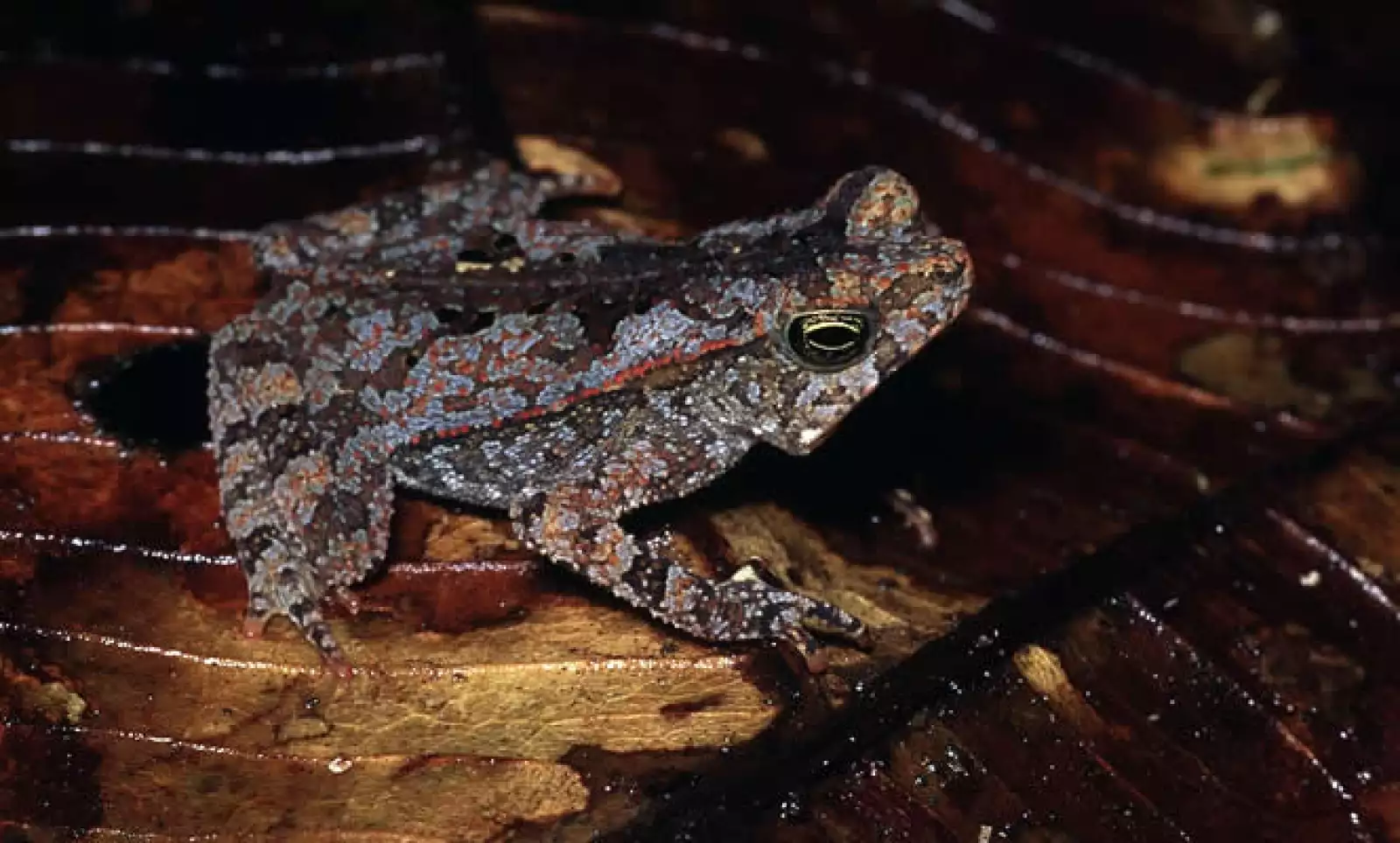 La relación milenaria entre ser humano y naturaleza, hecho que influye definitivamente al albergar especies únicas como delfín del Amazonas, la nutria gigante o la mortal rana punta de flecha, detallada arriba.