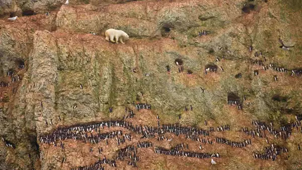Un oso polar escala un risco buscando alimentarse de huevos de gaviota, en  Ostrova Oranskie, al norte de Rusia, el 30 de junio de 2011.