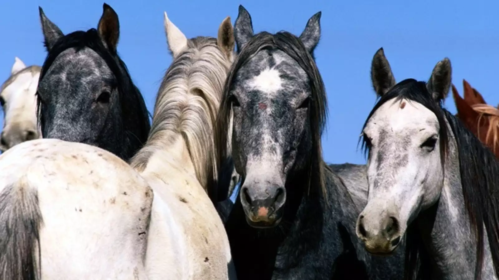 caballo salvaje wild horses