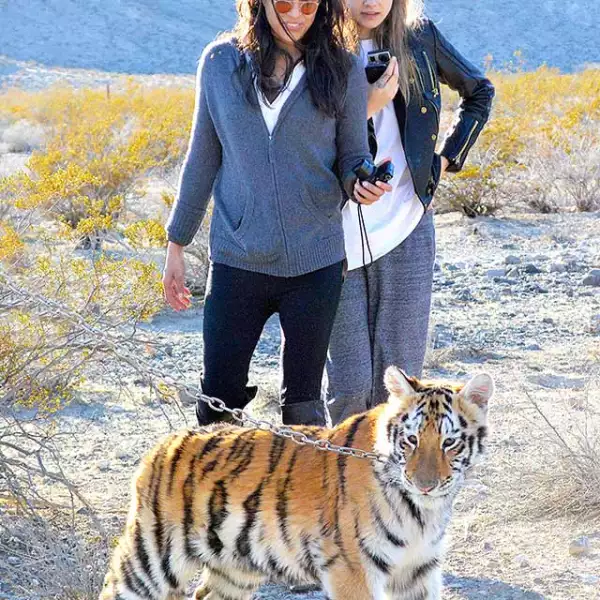 En 2014, cuando eran pareja, Cara Delevingne y Michelle Rodriguez visitaron un refugio de tigres.