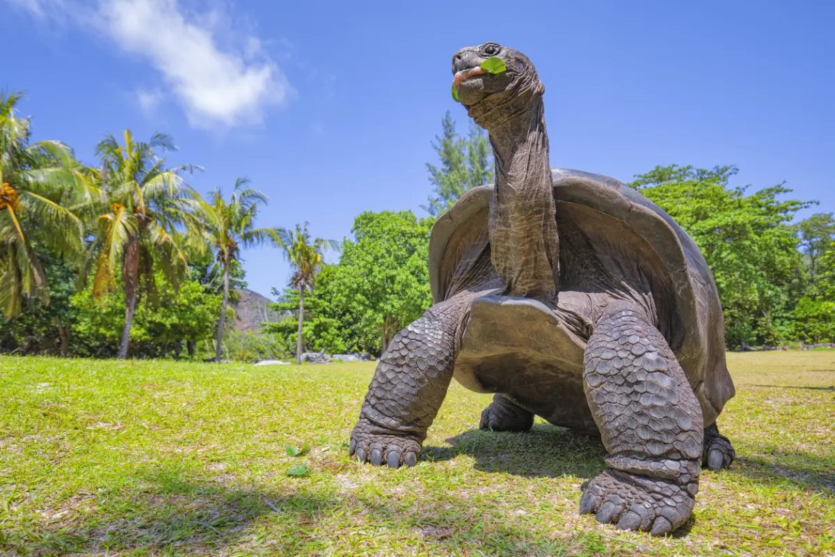 Tortuga-Seychelles