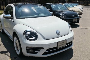 Beetle