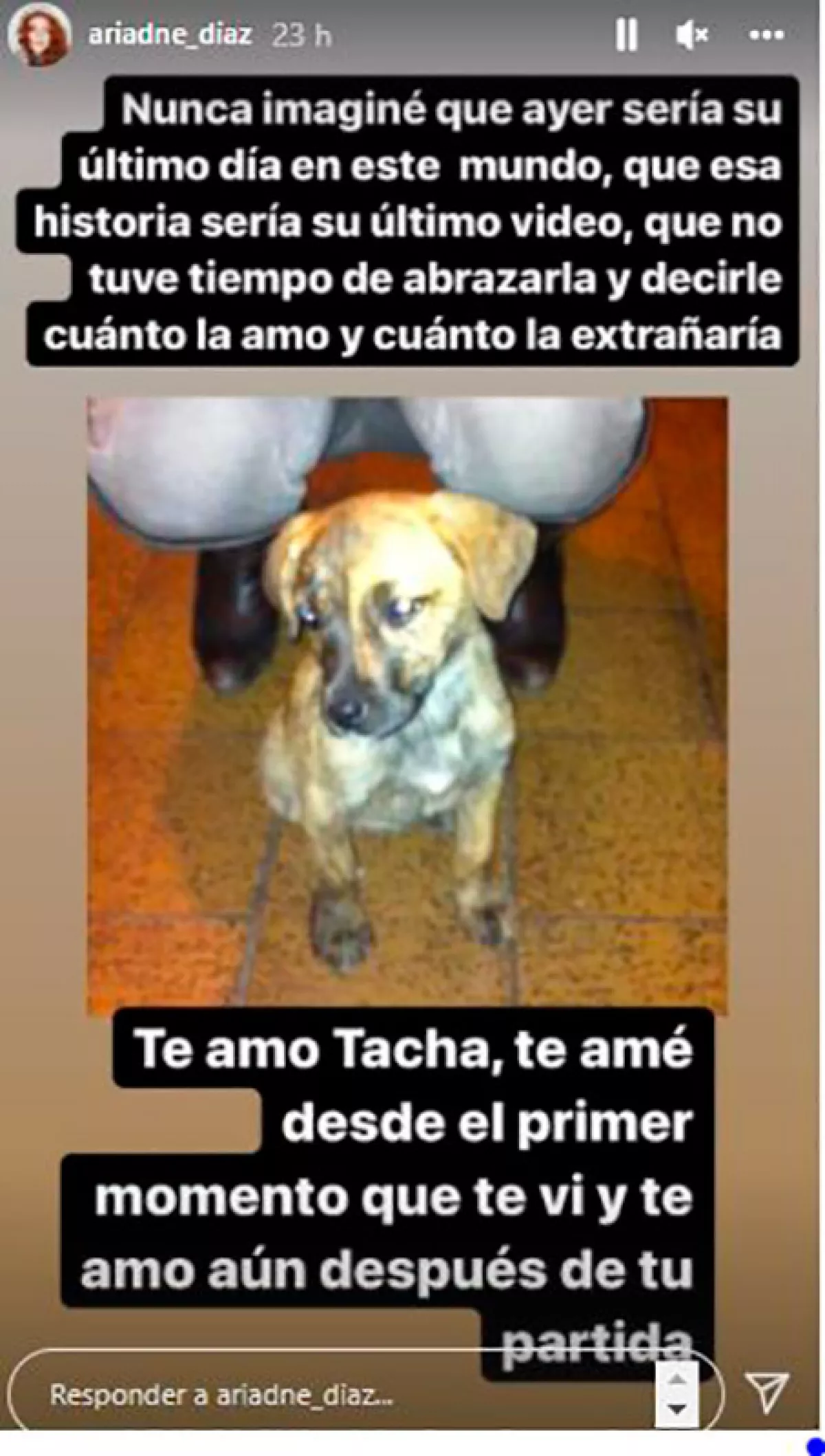 Instagram-Ariadne-Díaz.jpg