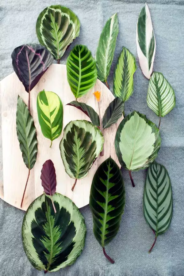 3.Plantas-con-diseño