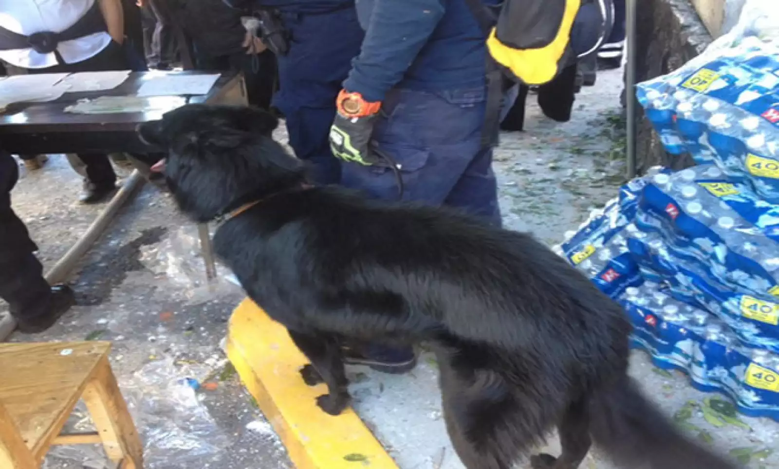 Caninos rastrean la zona derrumbada para ubicar posibles víctimas.