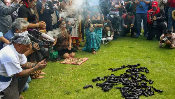 Liberación axolotes o ajolotes en Xochimilco, destinada al fracaso