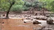 Un árbol, lodo y rocas por inundaciones en el Gran Cañón en Arizona.jpg