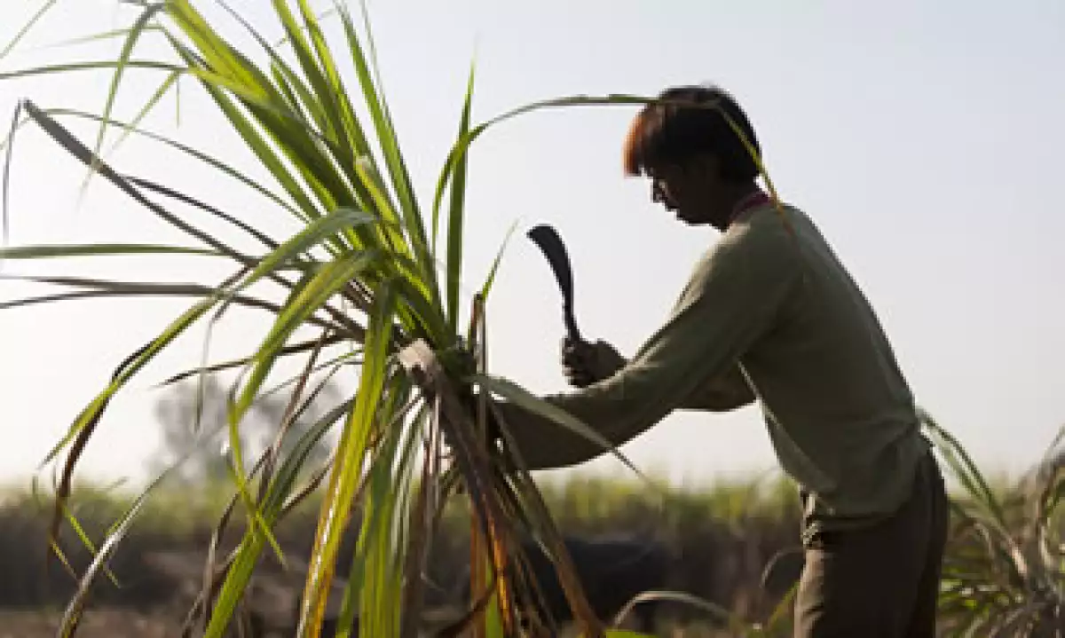 Los productores afirman que sus ganancias se verán impactadas en 1,000 mdd entre 2013 y 2014. (Foto: Getty Images)