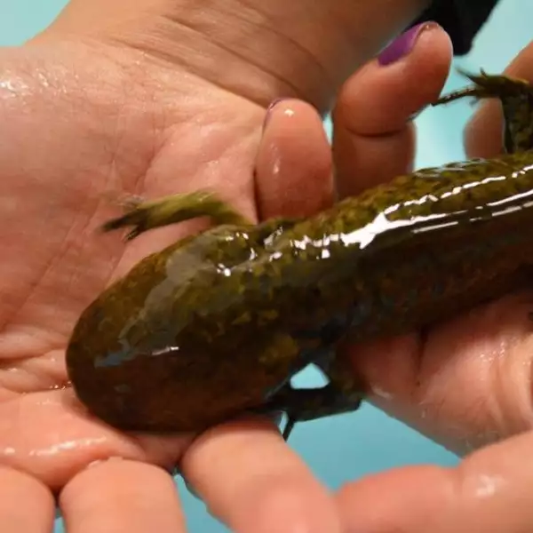 alguien sostiene en la mano un ajolote