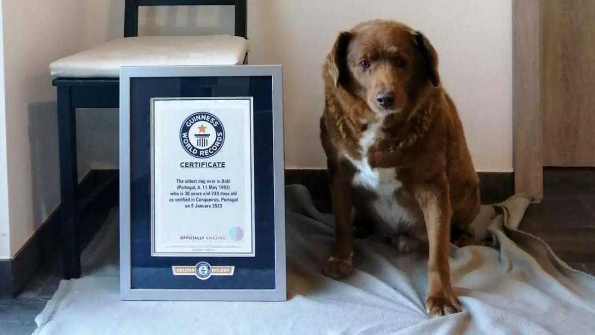 perro-mas-longevo-record.jpg