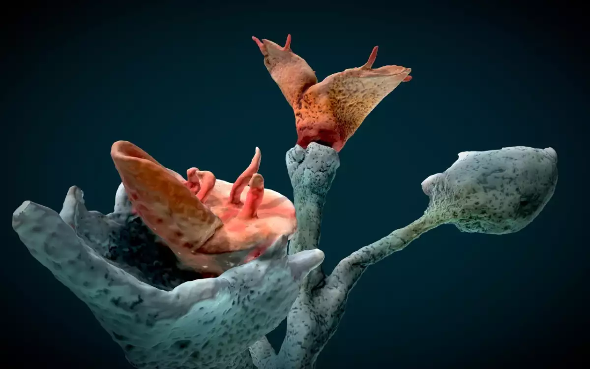 Ensayo de Flora Onírica Cortesía.jpg