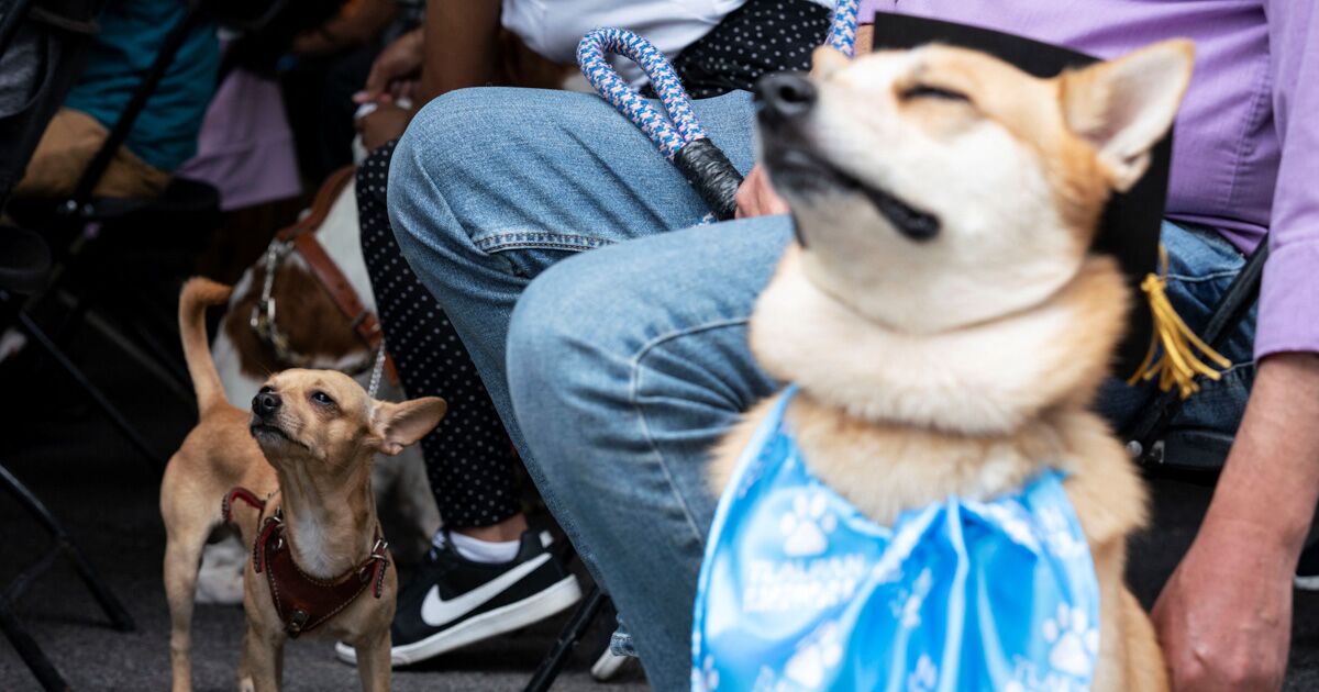 #EnFotos l Así fue la graduación de 27 perros para búsqueda y rescate