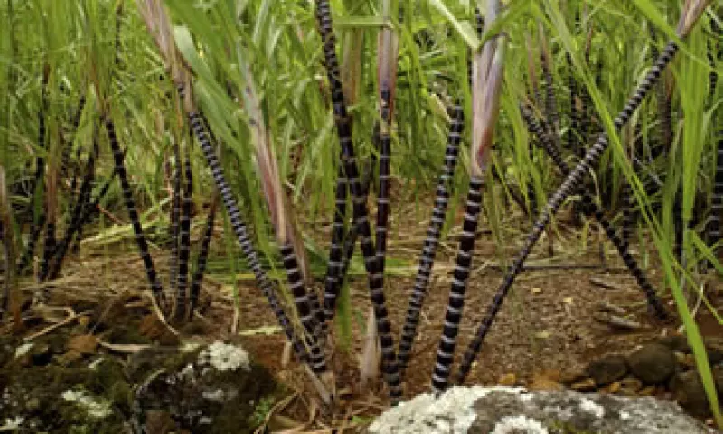 Cultiba tiene 44 plantas embotelladoras y controla a Grupo Azucarero México. (Foto: Getty Images)