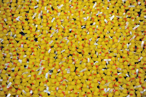 Derby de Patos, Estados Unidos / Canadá / Australia / Gran Bretaña / Alemania