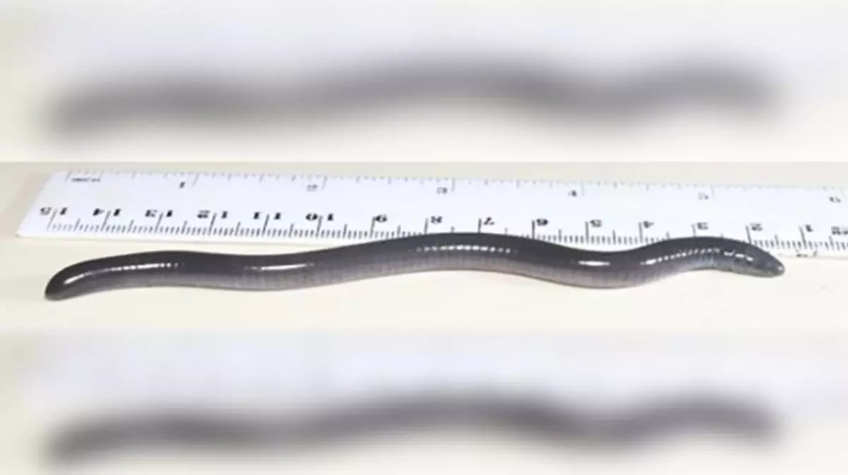 Anfibio
