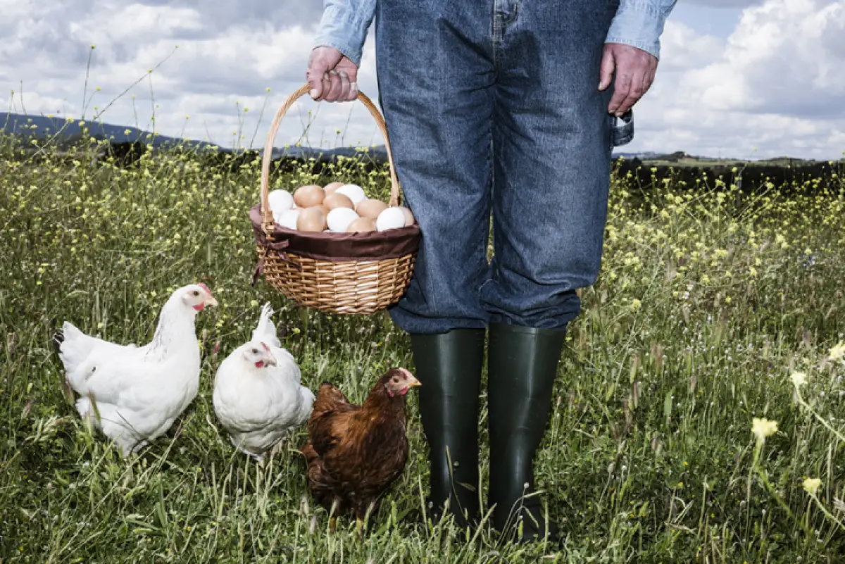 Farmer with organic eggs