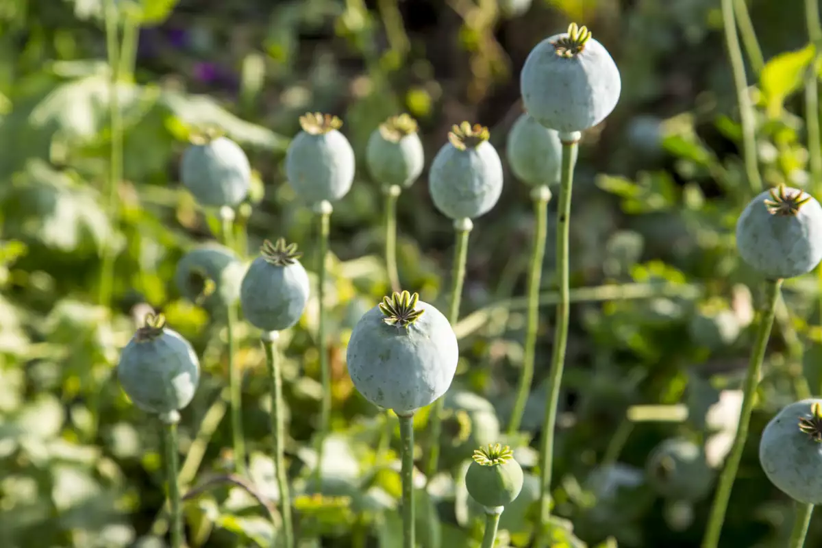 Amapola