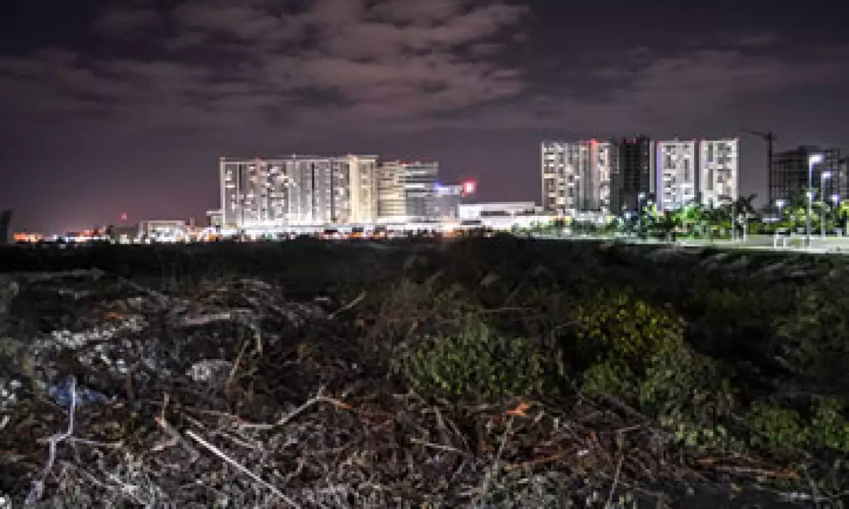 Un grupo activista denunció la tala del manglar sin hacer la reubicación apropiada de las especies. (Foto: Cuartoscuro)