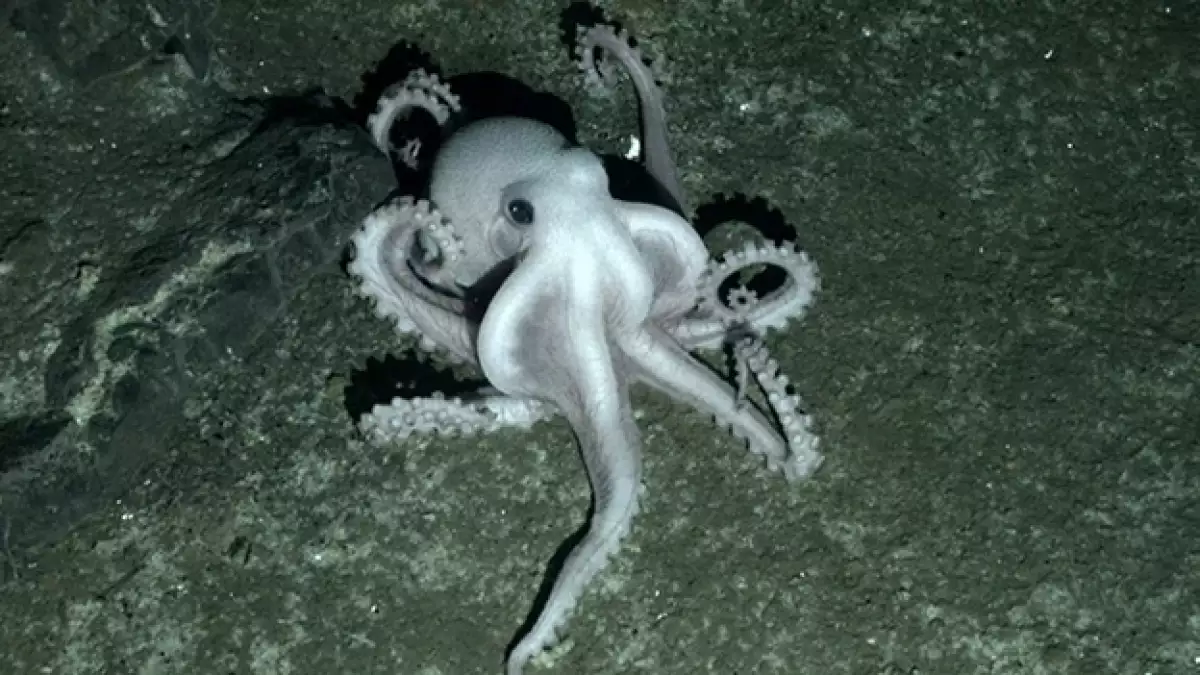 antartida nuevas especies marinas