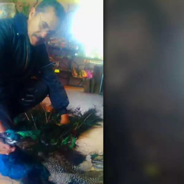 Pavorreal muerto congelado zoologico Aldama Chihuahua