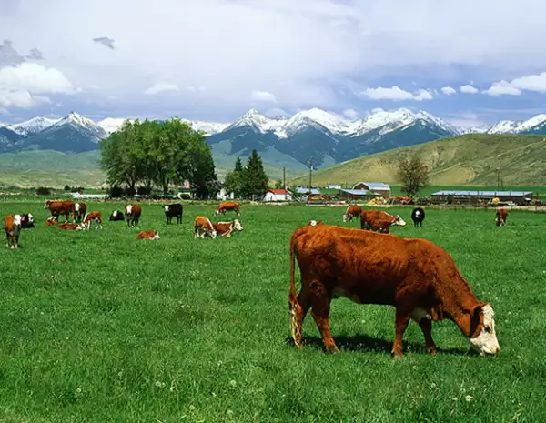 Es recomendable comer proteína animal orgánica.