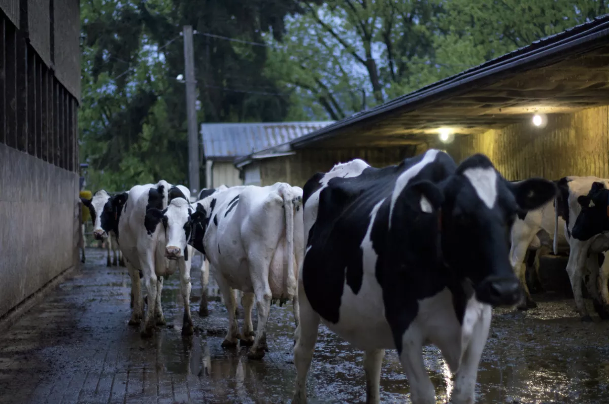Productores lácteos 
