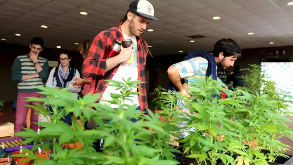Massroots aprovecha esta apertura en la regulación para dar cabida a todos aquellos a los que les guste fumarse un porro.