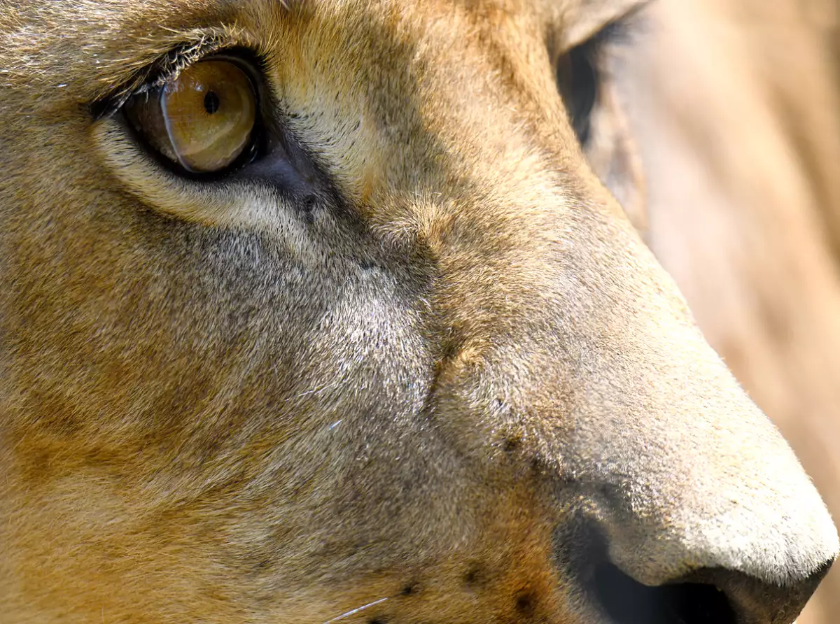 Very Close eyes of a Lioness